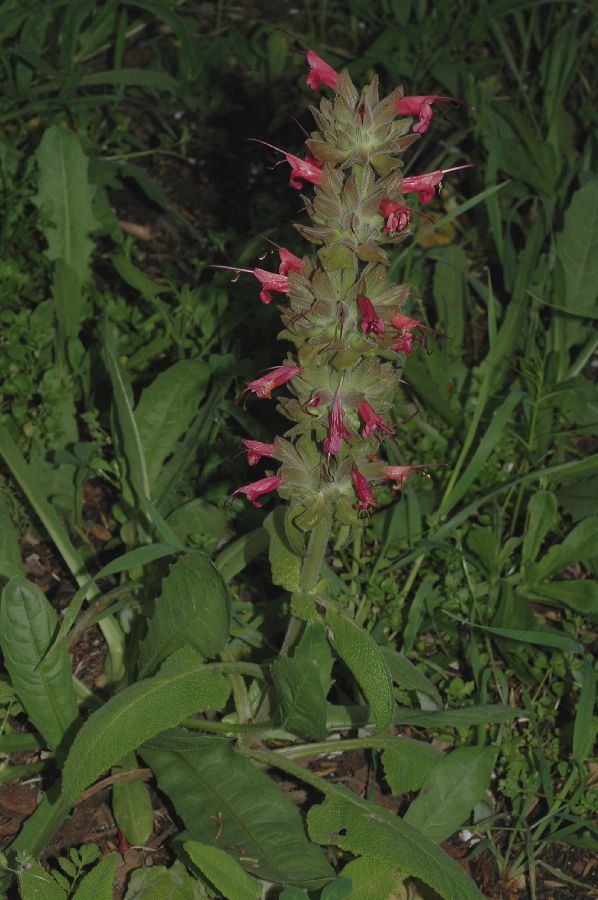 Lamiaceae Salvia spathacea