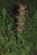 image of Salvia spathacea