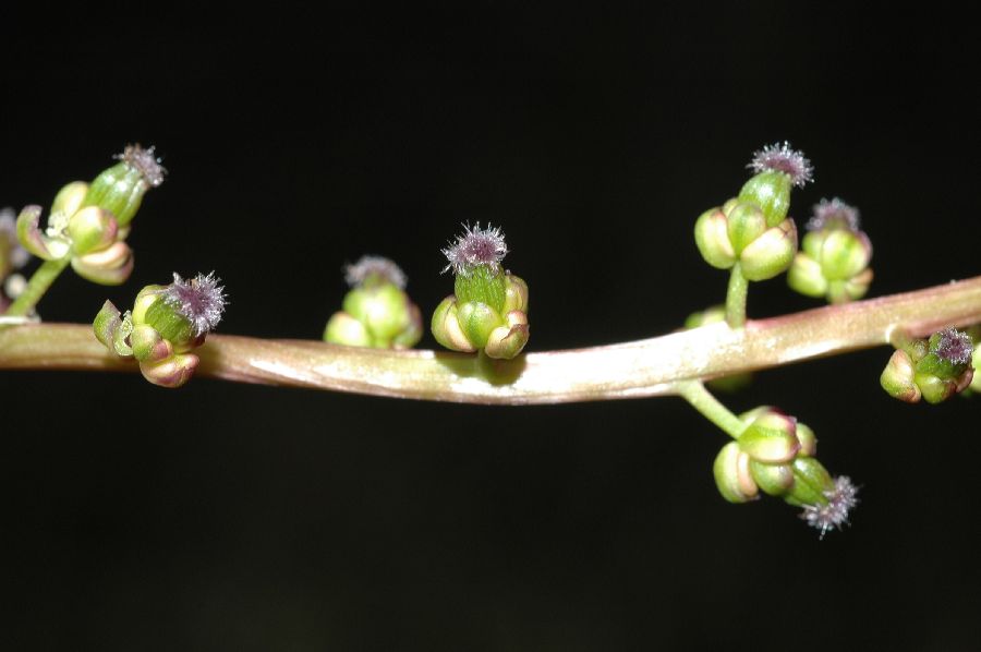 Juncaginaceae Triglochin concinna