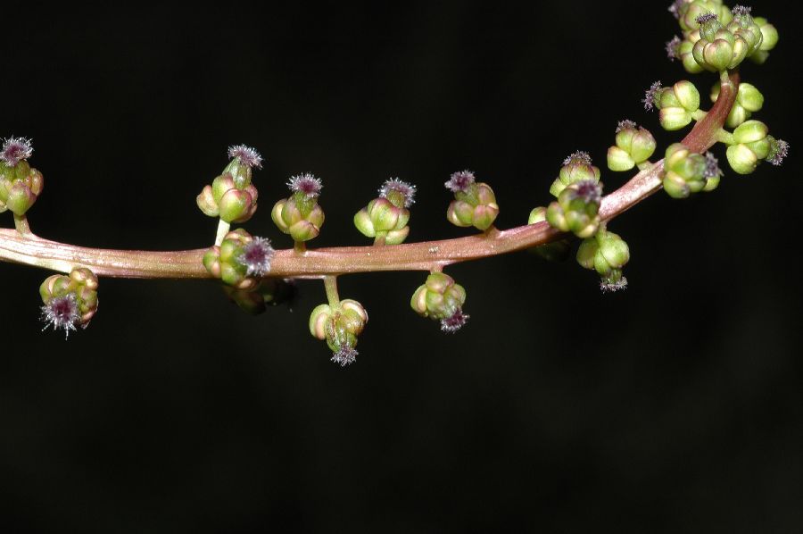 Juncaginaceae Triglochin concinna