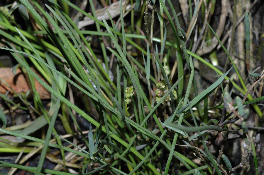 Juncaginaceae Triglochin concinna