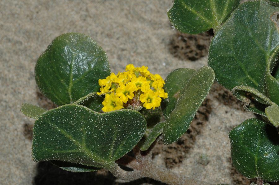 Nyctaginaceae Abronia latifolia