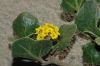 image of Abronia latifolia