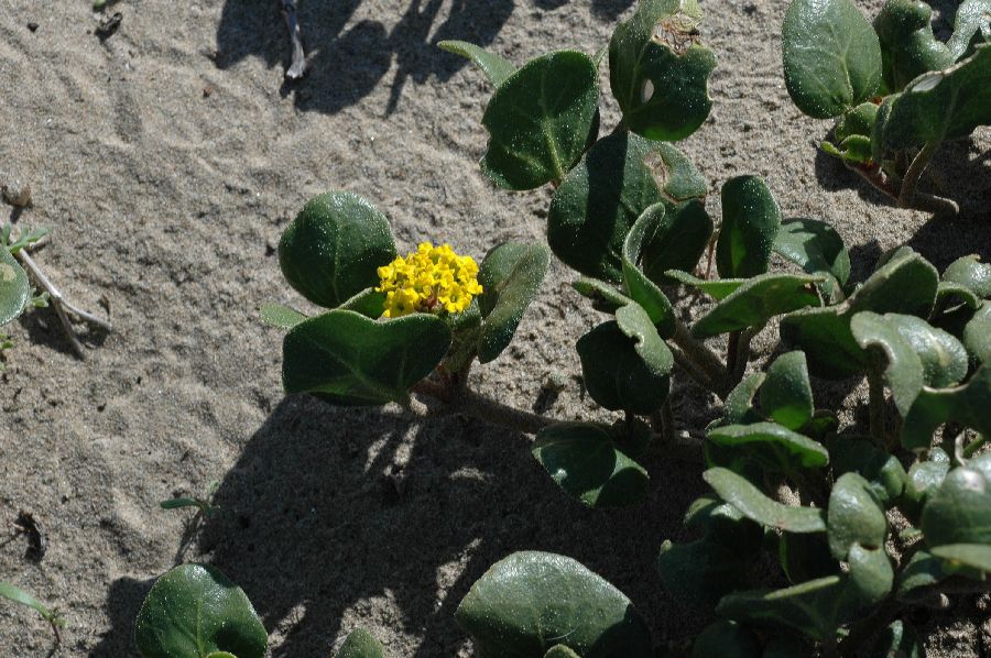 Nyctaginaceae Abronia latifolia