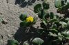 image of Abronia latifolia