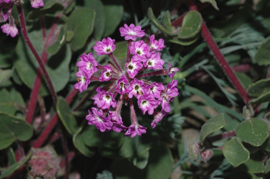 Nyctaginaceae Abronia umbellata