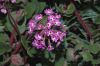 image of Abronia umbellata