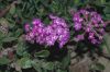 image of Abronia umbellata