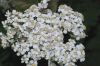 image of Achillea millefolium