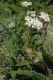 image of Achillea millefolium