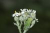 image of Achillea millefolium
