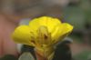 image of Camissonia cheiranthifolia