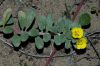 image of Camissonia cheiranthifolia