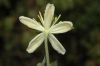 image of Clematis lasiantha