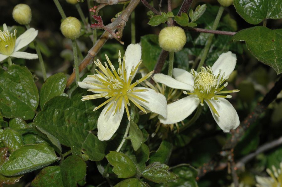 Ranunculaceae Clematis lasiantha