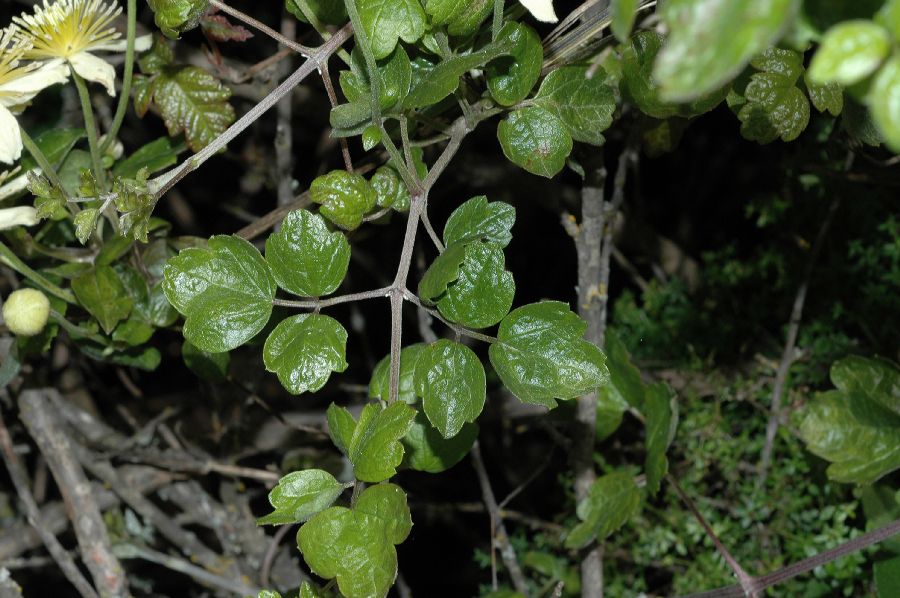 Ranunculaceae Clematis lasiantha