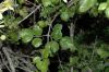 image of Clematis lasiantha