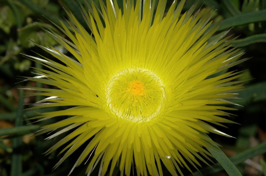 Aizoaceae Conicosia elongata