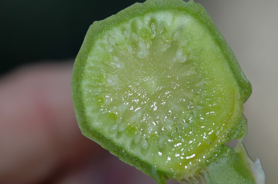 Aizoaceae Conicosia elongata