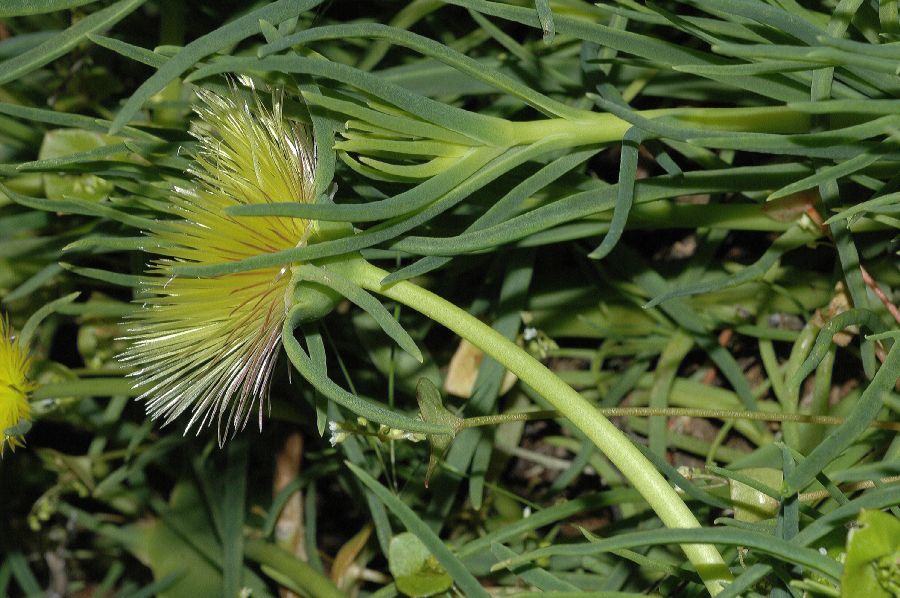 Aizoaceae Conicosia elongata