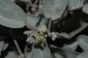 image of Croton californicus