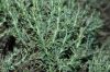 image of Ericameria ericoides
