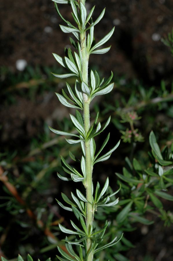 Polygonaceae Eriogonum fasciculatum