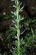 image of Eriogonum fasciculatum