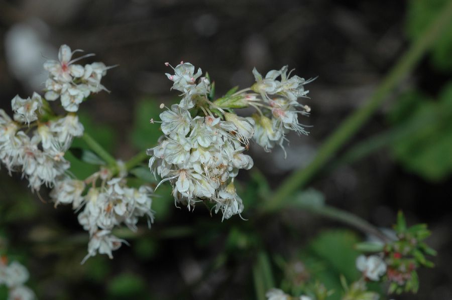 Polygonaceae Eriogonum fasciculatum