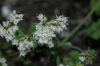 image of Eriogonum fasciculatum