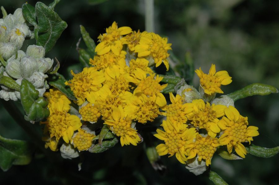 Asteraceae Eriophyllum staechadifolium