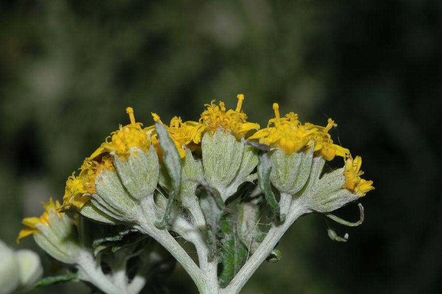 Asteraceae Eriophyllum staechadifolium