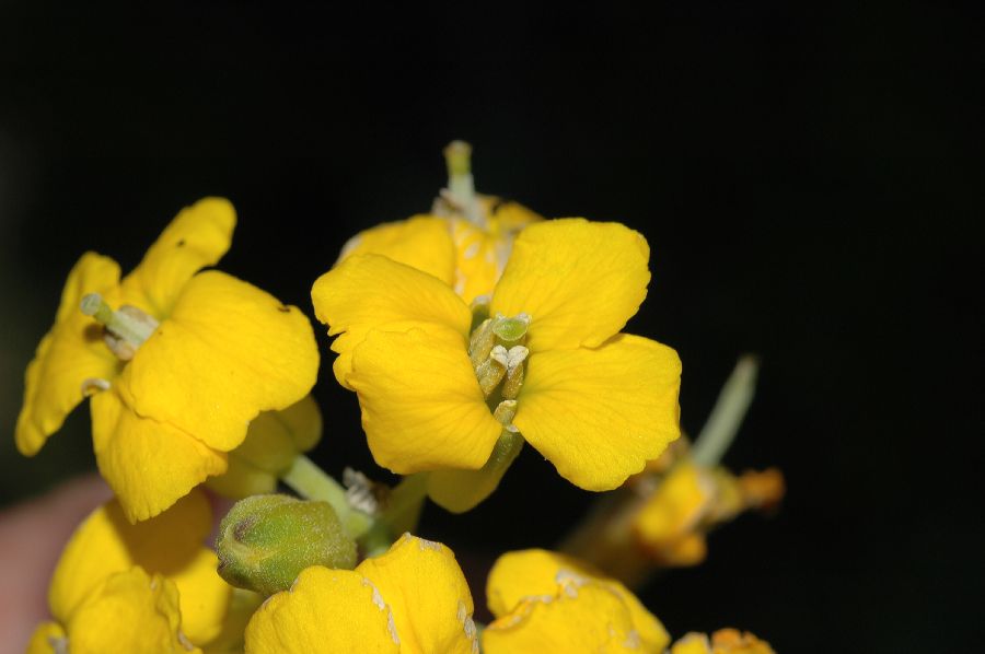 Brassicaceae Erysimum suffrutescens