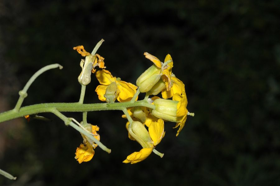 Brassicaceae Erysimum suffrutescens