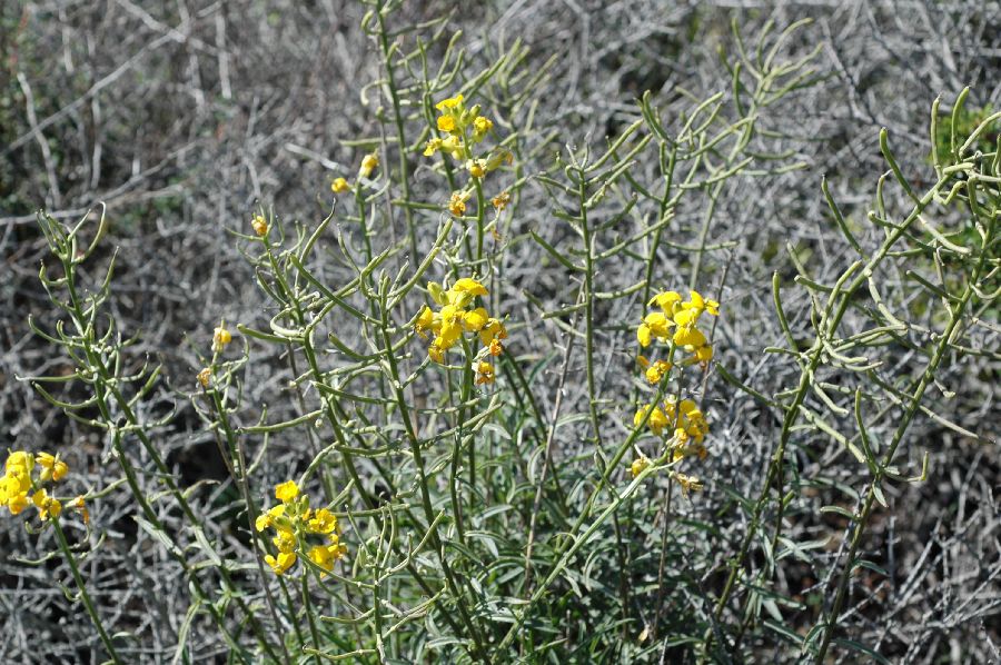 Brassicaceae Erysimum suffrutescens