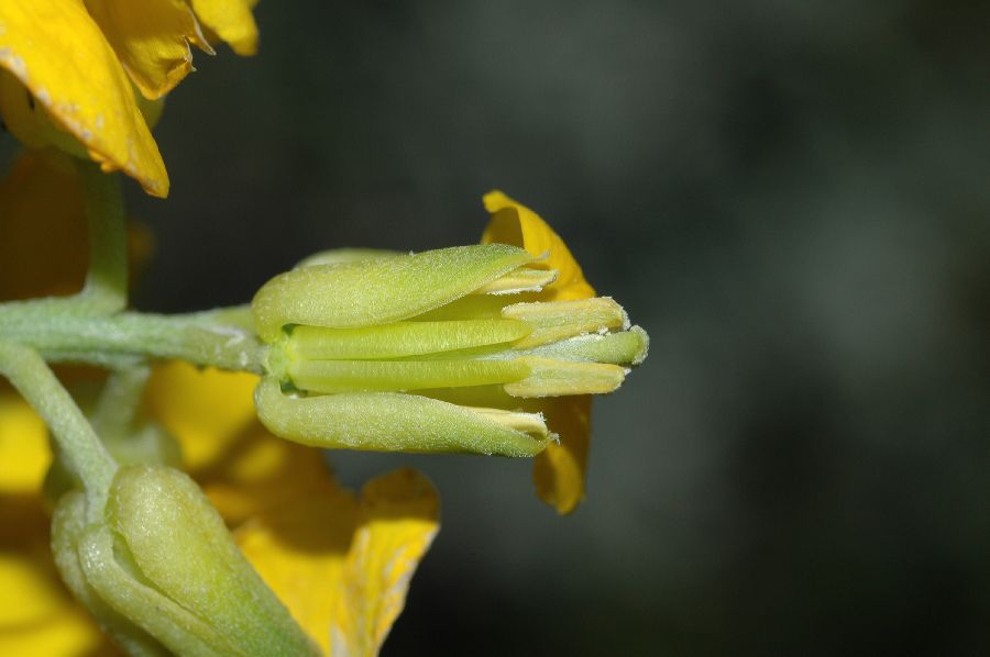 Brassicaceae Erysimum suffrutescens