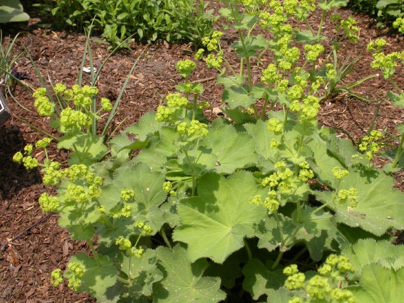 Rosaceae Alchemilla mollis