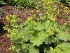image of Alchemilla mollis