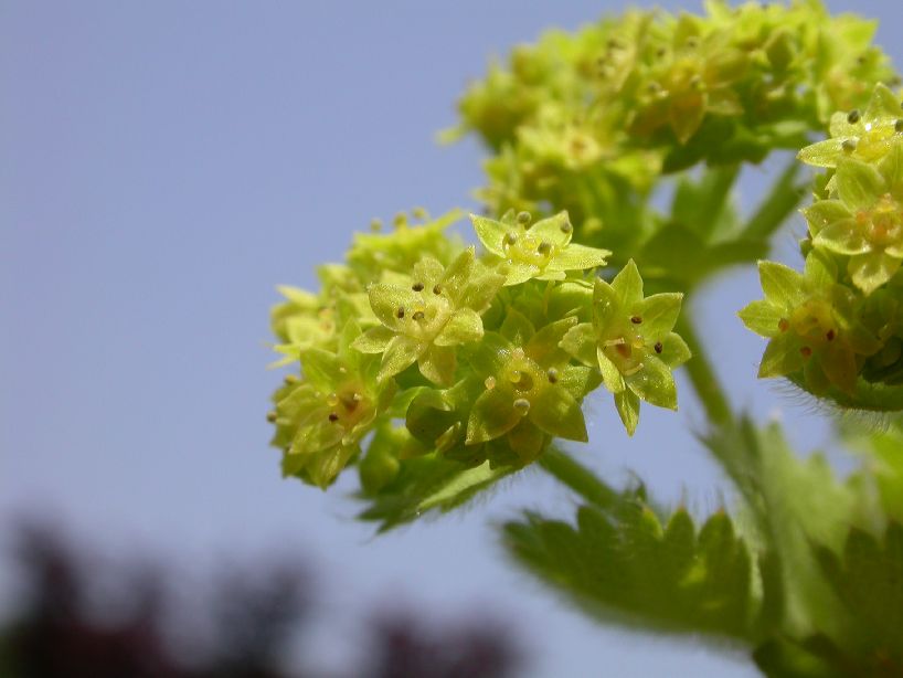 Rosaceae Alchemilla mollis