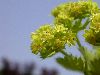 image of Alchemilla mollis