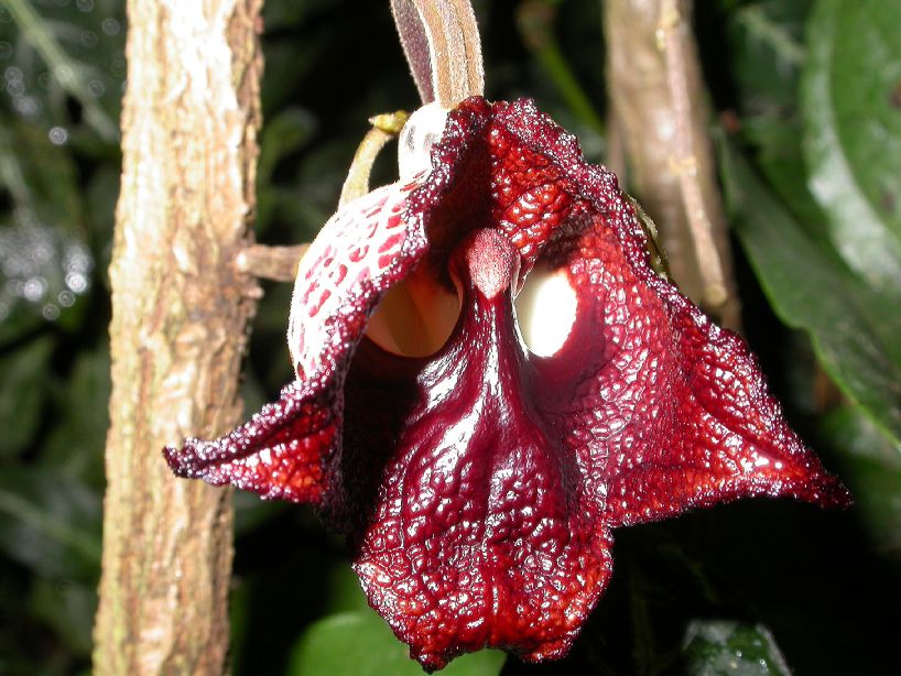 Aristolochiaceae Aristolochia salvadorensis