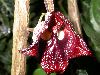 image of Aristolochia salvadorensis