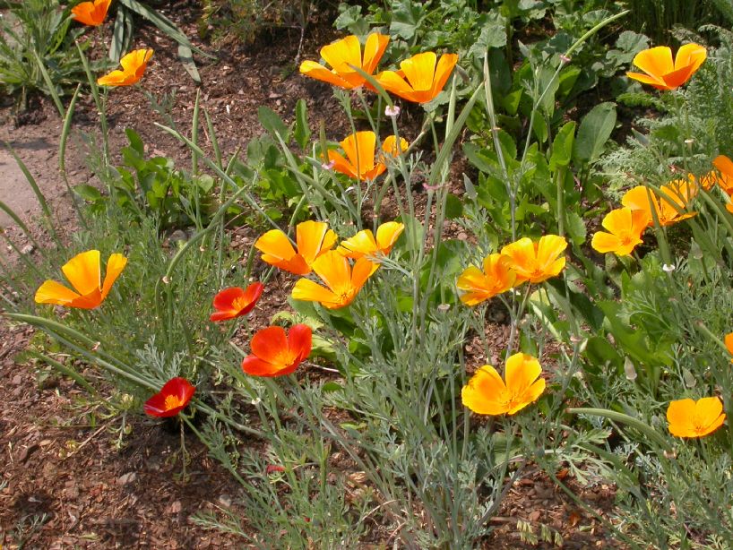 Papaveraceae Eschscholzia californica