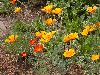 image of Eschscholzia californica
