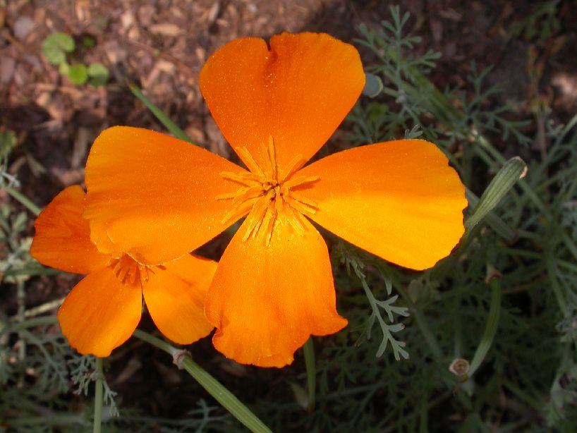 Papaveraceae Eschscholzia californica