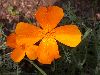 image of Eschscholzia californica