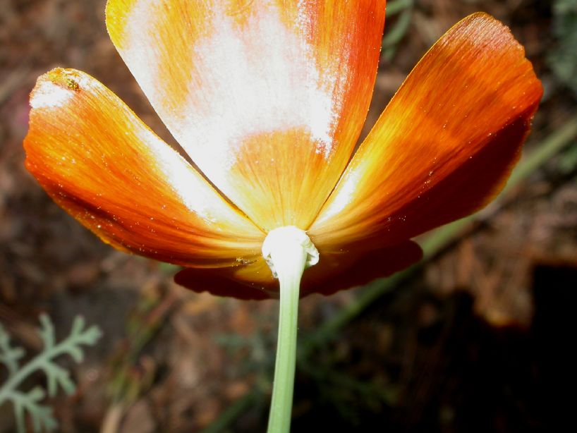 Papaveraceae Eschscholzia californica