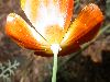 image of Eschscholzia californica