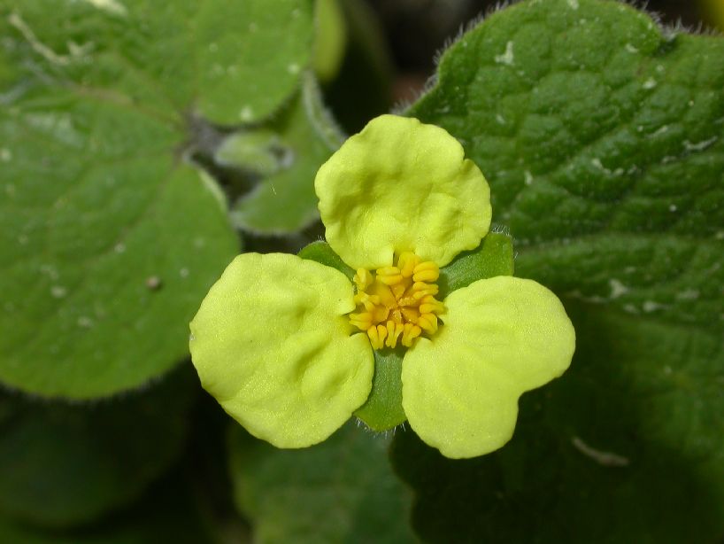 Aristolochiaceae Saruma henryi