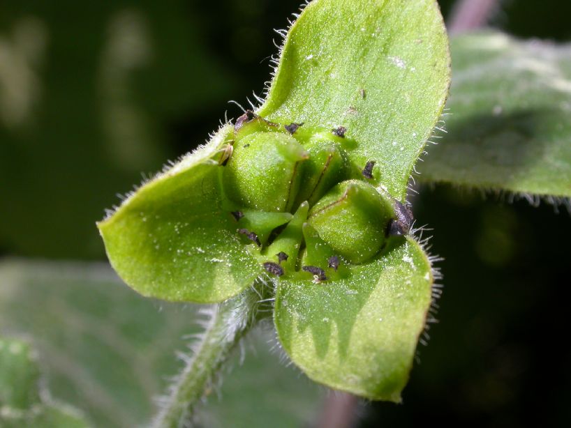 Aristolochiaceae Saruma henryi